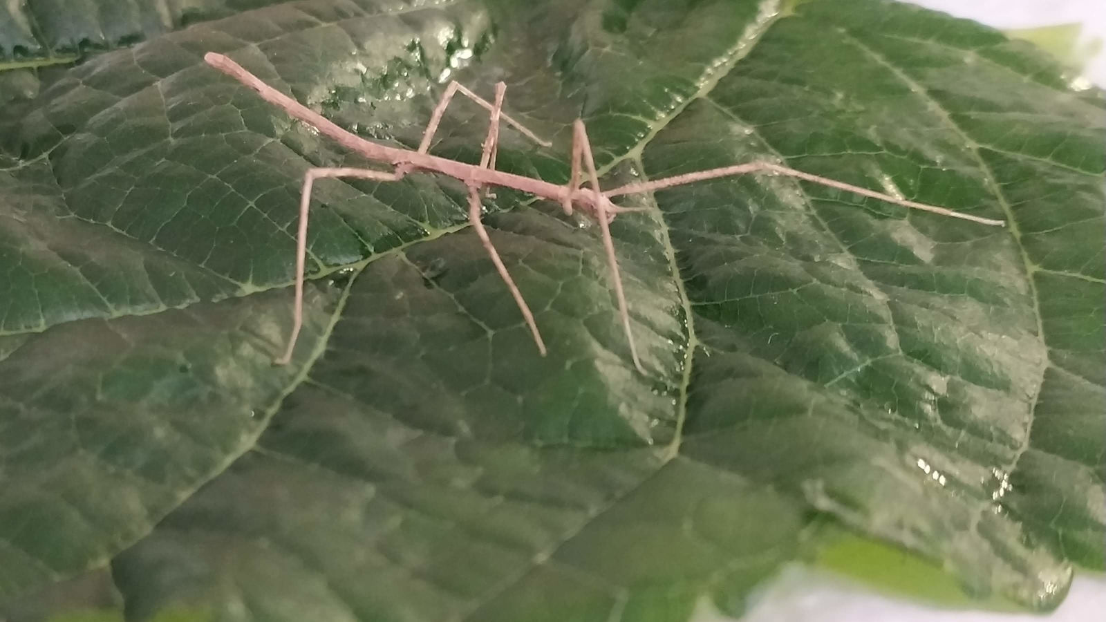 Este es uno de nuestros insectos palo que puedes adpotar.